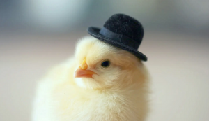 屬猴男和屬雞女相配嗎 屬猴男和屬雞女的婚姻怎么樣