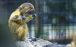 屬猴的和屬羊的相配嗎 屬猴的和屬羊的結(jié)婚好不好