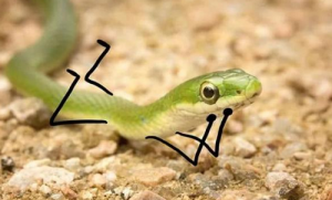 屬蛇和屬鼠婚姻相配怎么樣 屬蛇和屬鼠的適合做夫妻嗎