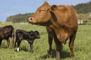 屬猴和屬牛的婚姻怎么樣 屬猴和屬牛的婚姻如何