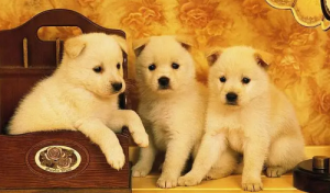 男猴女狗結(jié)婚好不好 屬猴男和屬狗女相配嗎