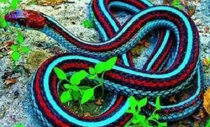 屬虎和屬蛇的婚姻怎么樣 屬虎和屬蛇的婚姻如何