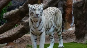 屬虎的三大忌配生肖 虎男和什么生肖最配對(duì)