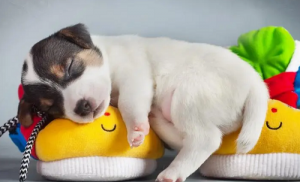 屬狗男和屬牛女相配嗎，適合做夫妻嗎？