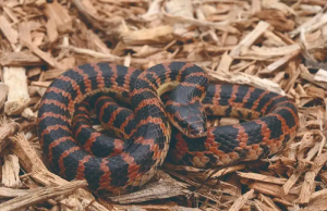 屬鼠和屬蛇配不配婚姻