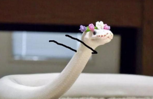 屬蛇和屬馬適合做夫妻嗎 屬蛇和屬馬的人合不合