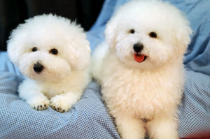 94年男狗與97年女牛能婚配嗎 屬狗和屬牛的婚配好不好