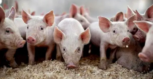 屬兔和屬豬的婚姻怎么樣 屬兔和屬豬的婚姻如何