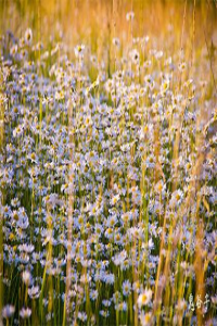 稱骨二兩九錢女命詳解，幾錢幾兩女命好？