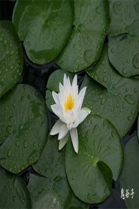 稱骨算命幾錢是什么意思？女人幾兩命最苦？