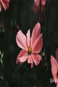 稱骨算命輕好還是重好？為什么五兩命是特別的命？