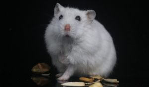 五兩五錢男命是好命嗎 五兩五錢男命的婚姻會(huì)幸福嗎