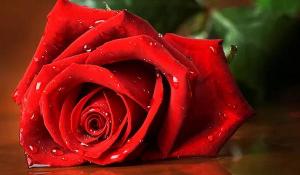 卜算子算命網(wǎng)