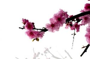 卜算子算命網(wǎng)