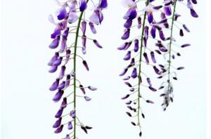 卜算子算命網(wǎng)