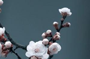 卜算子算命網(wǎng)