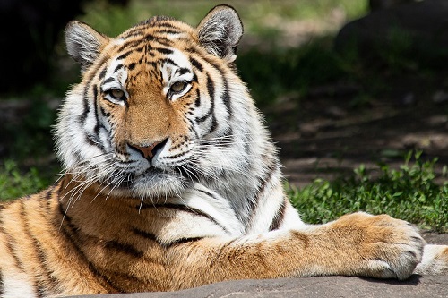 1986年屬虎男2024年全年運勢運程詳解38歲屬虎人在2024年的運勢男性_大禪師