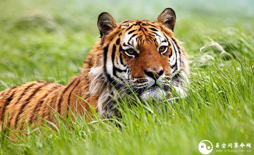屬虎O型血的性格特點 屬虎O型血的男女性格特點