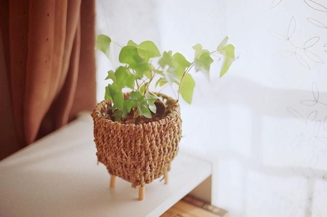 天生比較愛面子的幾個(gè)生肖追求完美