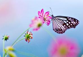 1962年屬虎2022年本命年的運氣如何，62年屬虎又是60歲需要注意什么