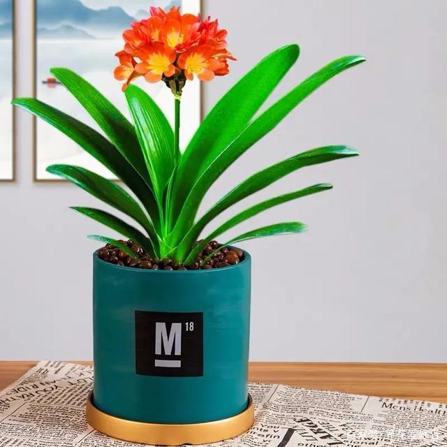 植物這樣擺放，辦公室的那些麻煩事都繞道走！