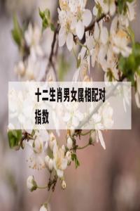 生肖配對(duì)指數(shù)高好嗎