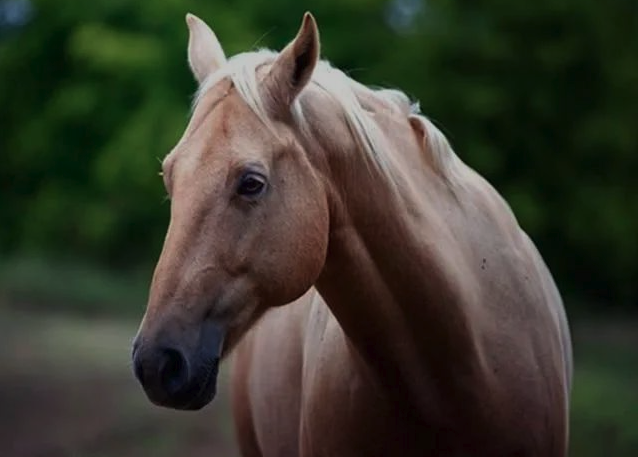 十二生肖| 2023年10月份運(yùn)勢(shì)解讀 辰龍 巳蛇 午馬 未羊四生肖 十二生肖| 2023年10月份運(yùn)勢(shì)解讀 辰龍 巳蛇 午馬 未羊四生肖