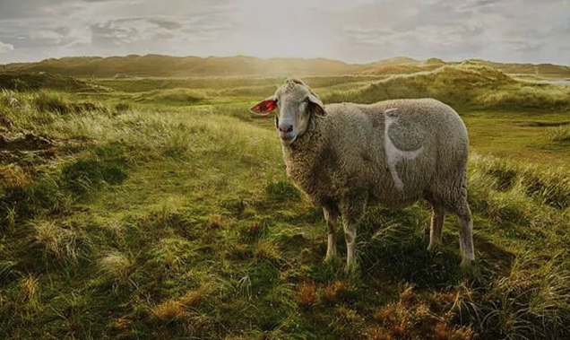 十二生肖| 2023年10月份運(yùn)勢(shì)解讀 辰龍 巳蛇 午馬 未羊四生肖 十二生肖| 2023年10月份運(yùn)勢(shì)解讀 辰龍 巳蛇 午馬 未羊四生肖