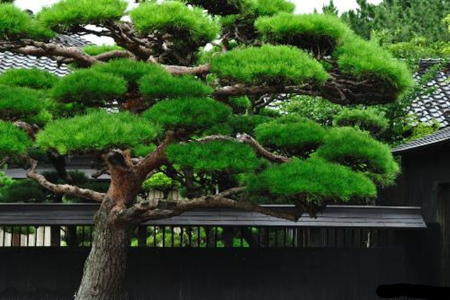 批八字 松柏木命命帶偏官命運如何