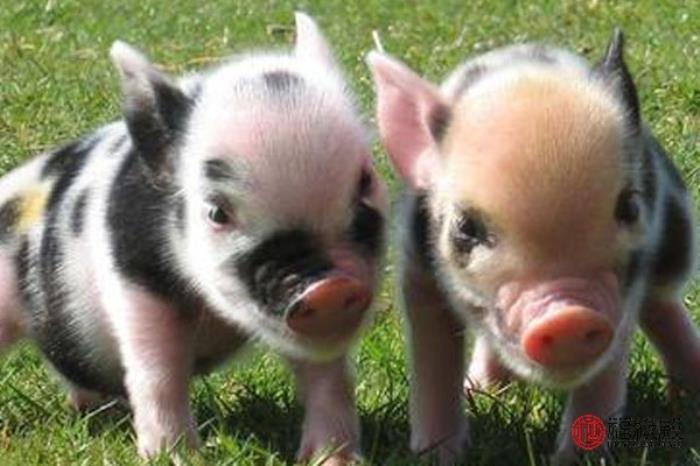 屬豬95年10月份出生的人哪一年結(jié)婚好屬豬最佳婚配！