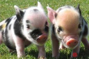 屬豬95年10月份出生的人哪一年結(jié)婚好屬豬最佳婚配！