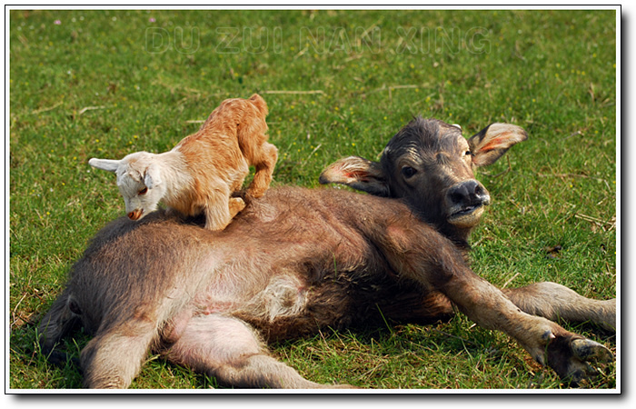 牛和羊合不合 不合的配對
