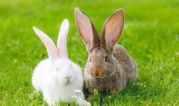 兔人遇豬年運(yùn)勢(shì)怎么樣 以靜為好