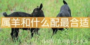 屬羊和屬什么的最合適 屬馬屬兔屬豬都很好