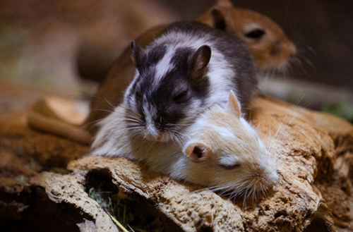 屬鼠的幾點出生最好 屬鼠的人性格和優(yōu)缺點