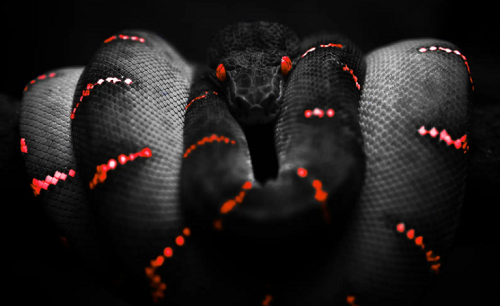 屬蛇的幾點(diǎn)出生最好 屬蛇的人性格和優(yōu)缺點(diǎn)