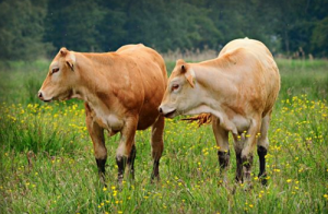 屬牛的幾點出生最好 屬牛的人性格和優(yōu)缺點