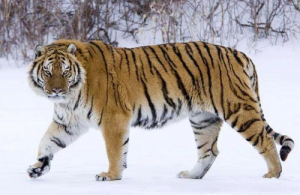 屬虎的幾點出生最好 屬虎的人性格和優(yōu)缺點