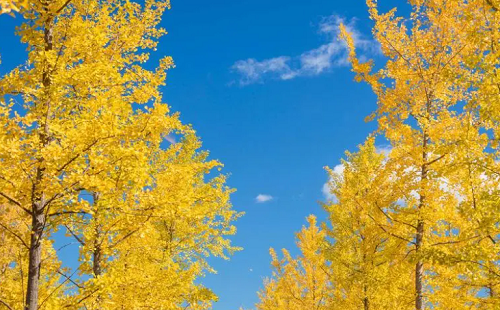 大門(mén)口兩邊最旺宅的樹(shù) 大門(mén)口兩邊最旺宅的果樹(shù)