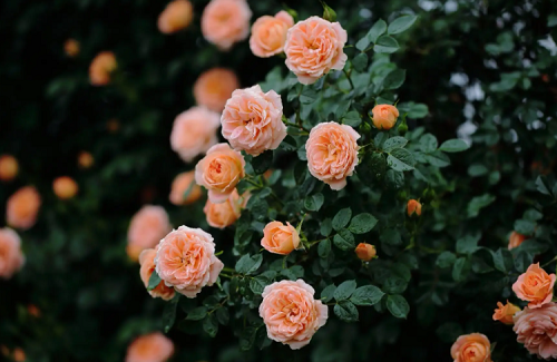 為什么家里忌諱種薔薇 薔薇種在院子什么位置好