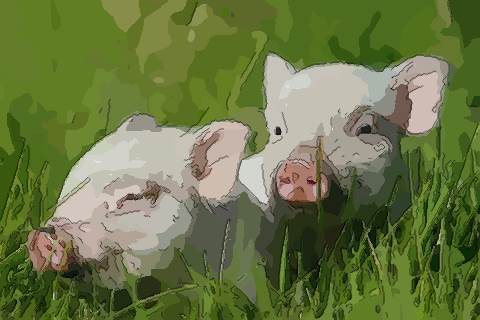 2023年屬豬人的全年運(yùn)勢，每月運(yùn)勢及運(yùn)程！