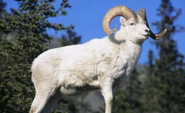 2023年屬羊下半年要出大事