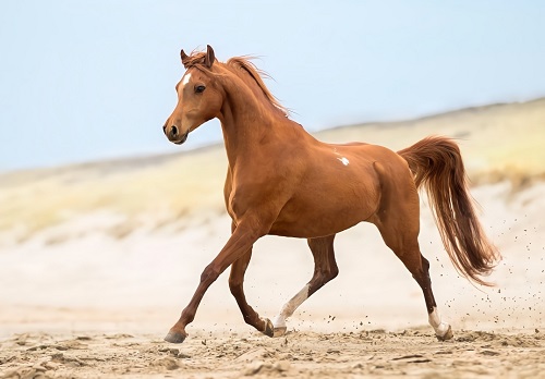 1978年是屬什么 1978年是屬什么馬是什么命