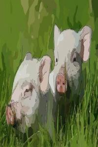 2023年屬豬人的全年運(yùn)勢，每月運(yùn)勢及運(yùn)程！