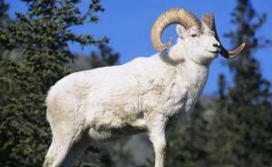 2023年屬羊下半年要出大事