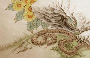 屬蛇的幾月出生最好