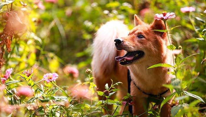屬狗的出生年份表，屬狗的今年多少歲？