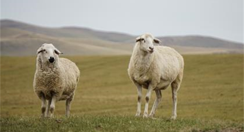 屬羊的今年多少歲