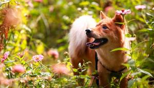 屬狗的出生年份表，屬狗的今年多少歲？