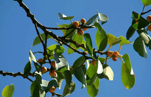 87年兔本命年適合戴什么 87年屬兔幸運(yùn)色